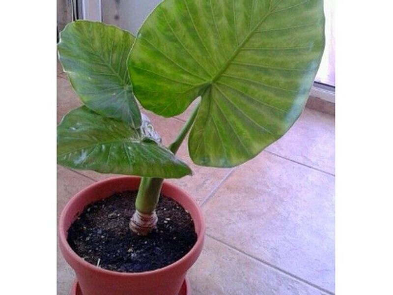 Planta Ornamental Alocasia Perú
