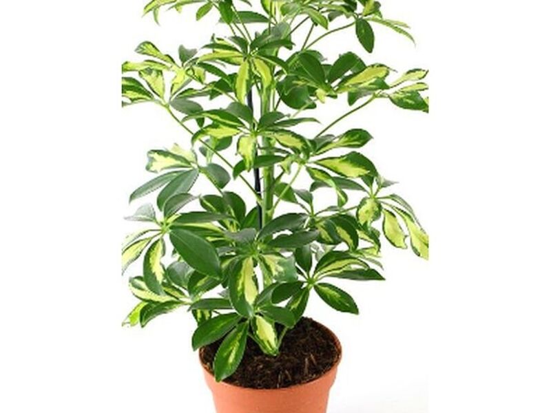 Planta Ornamental schefflera Perú