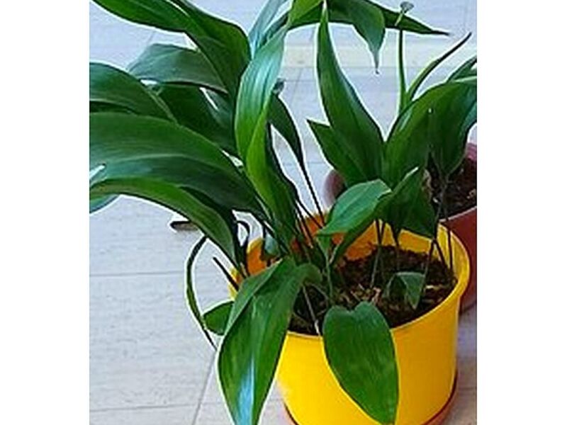 Planta Ornamental Aspidrista Perú