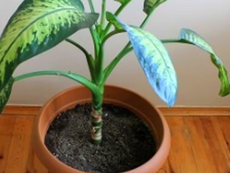 Planta Ornamental Diefenbacha Perú
