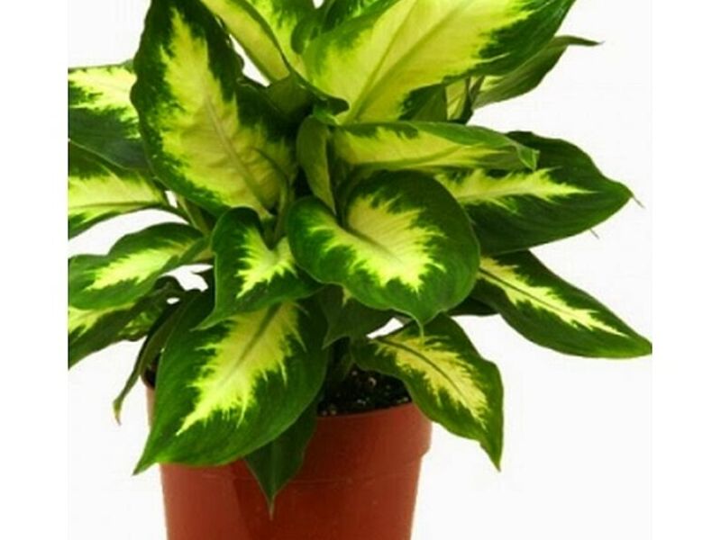 Plantas Ornamentales Aglaoena Perú