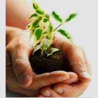 Vivero Agroforestal