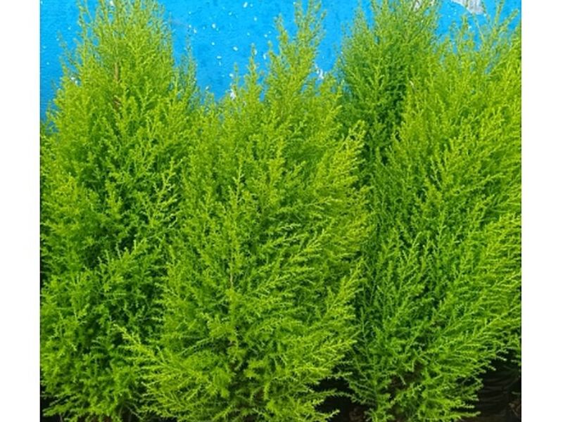 Plantas Cypres Perú