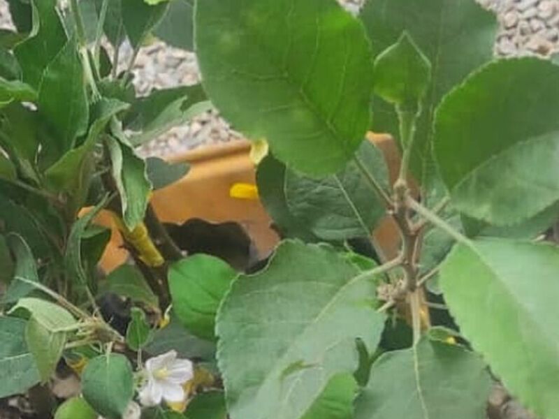 Plantas Manzana Israel Perú
