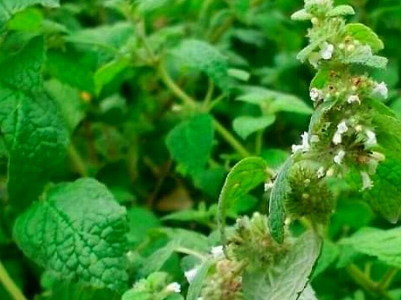 Plantas Marrubio Perú