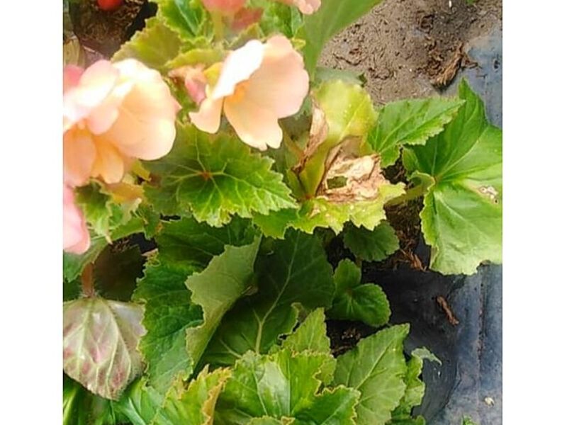 Plantas Begonia Perú