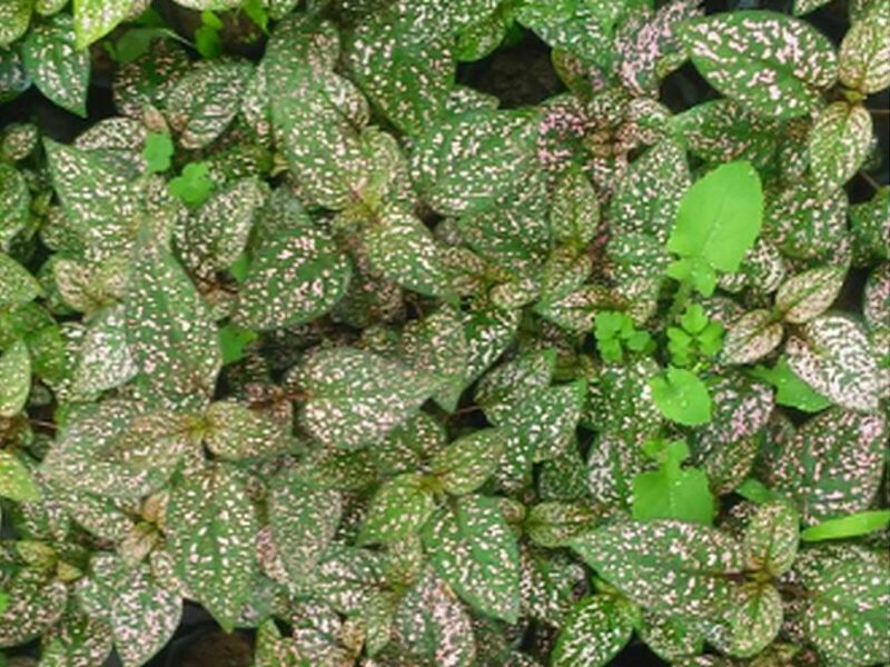 Planta Chispas Rosadas Peru