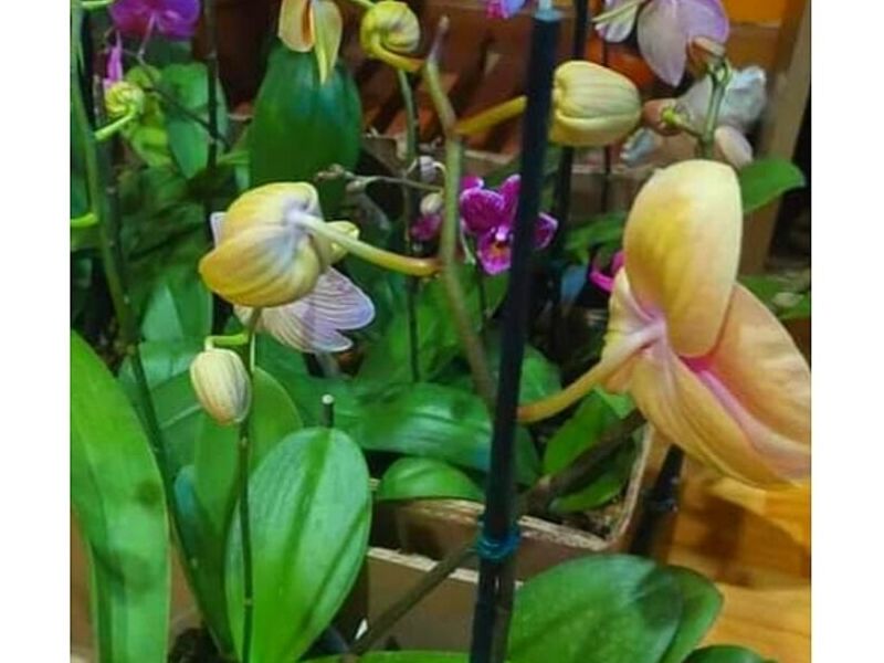 Orquidea Xallaca Peru