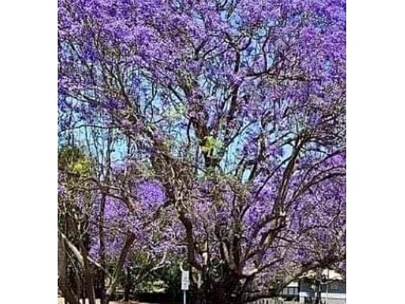 Árbol Jaranda Perú