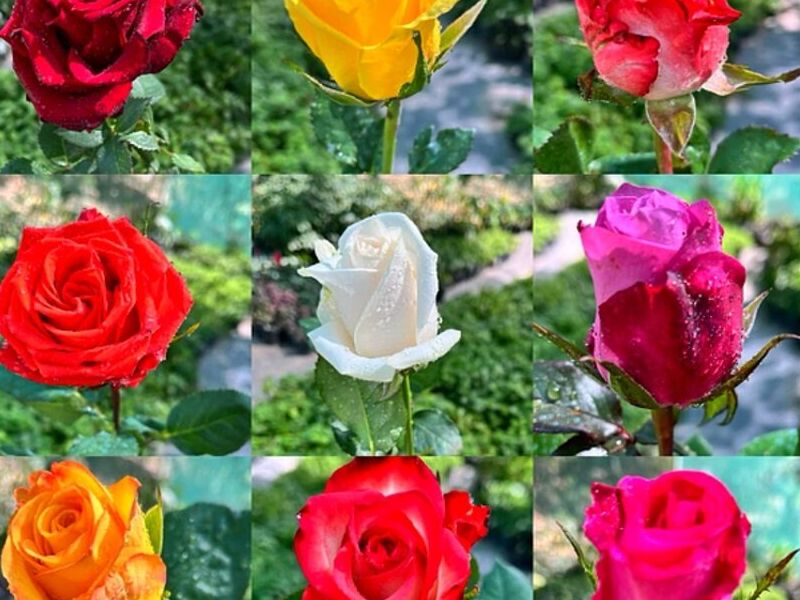 Rosas Perú