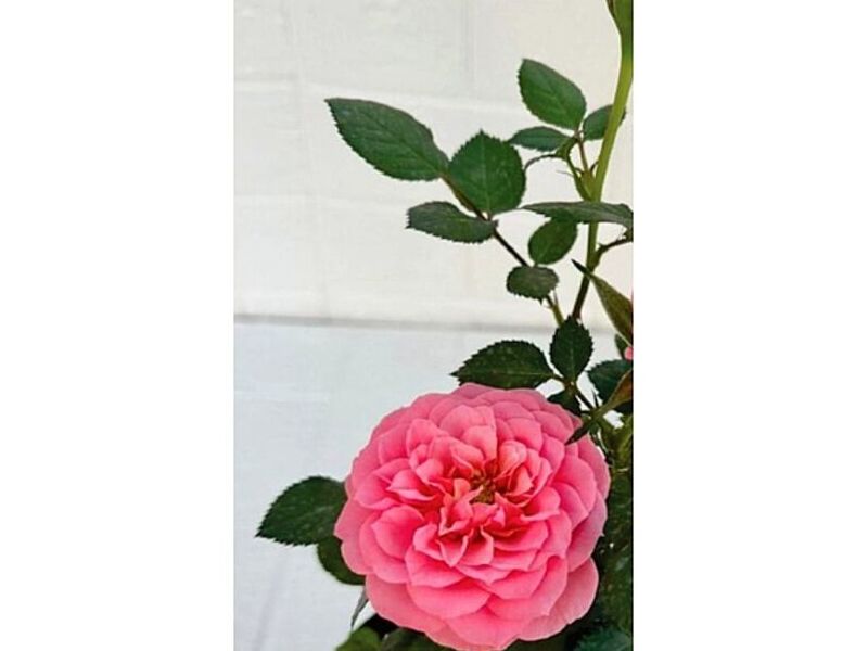Rosas Rosadas Perú