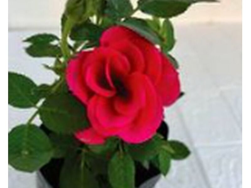 Rosas Rojas Perú