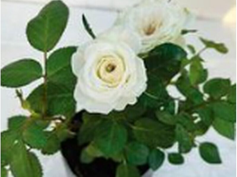 Rosas Blancas Perú