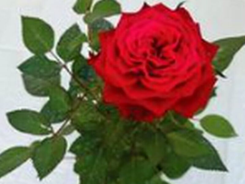 Rosas Rojo Intenso  Perú