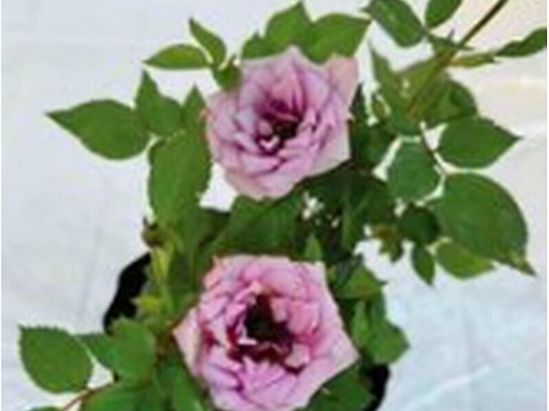 Rosas Lila Perú