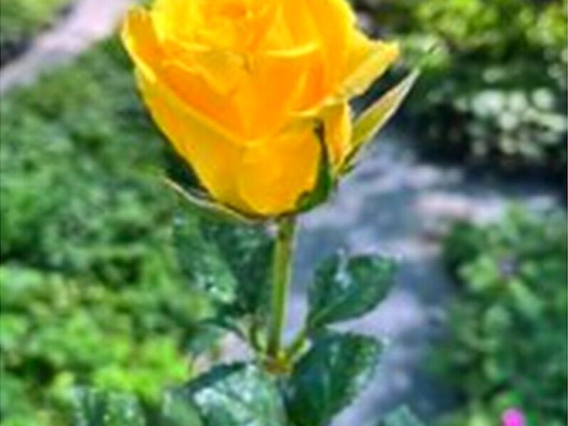 Rosas Amarillas Perú
