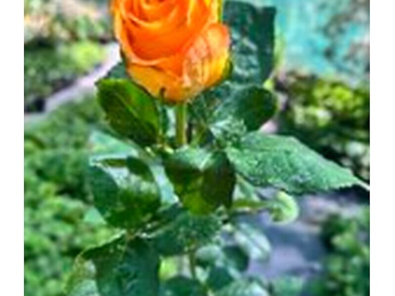 Rosas Color Tomate Perú
