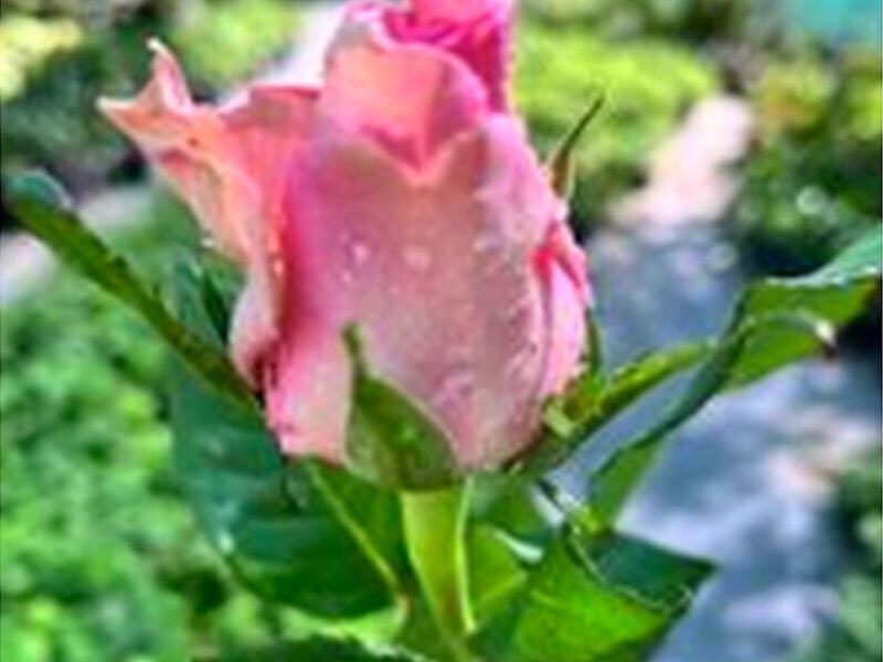 Rosas Rosado Claro  Perú