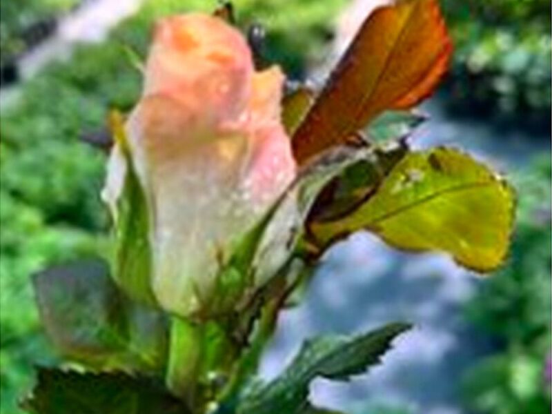 Rosas Blanco Roseado Perú