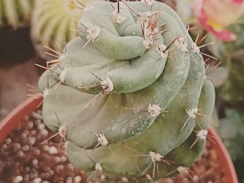 Macetero Ornamental Cactus Spiralis Perú