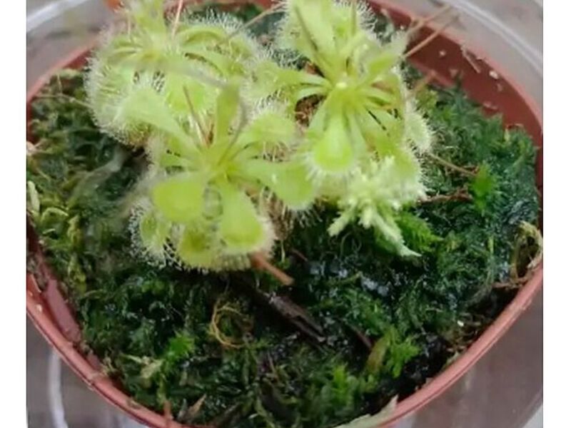 Macetero Ornamental Droseras Perú