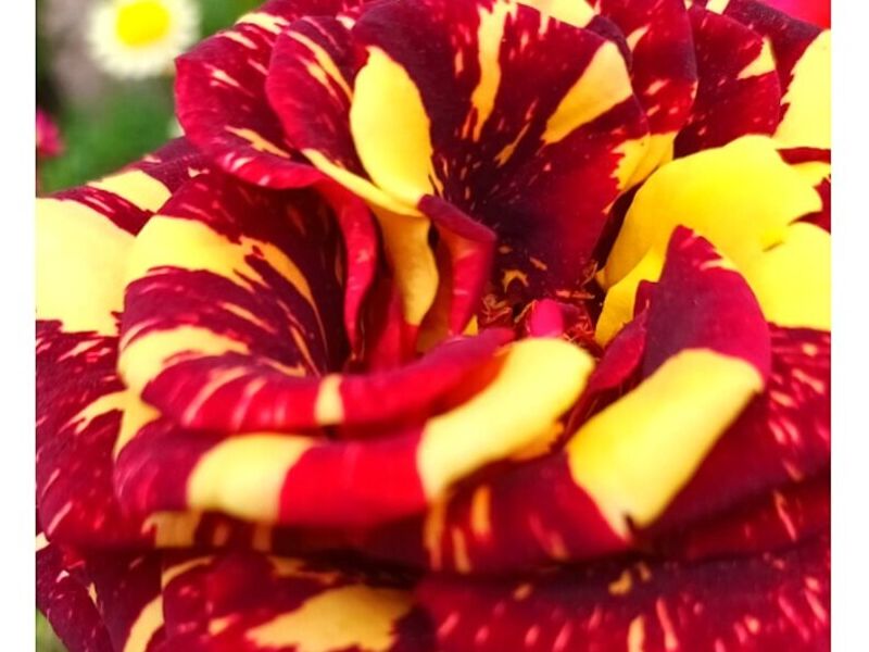 Macetero Ornamental Rosa Abracadabra Perú