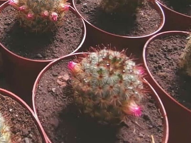 Macetero Ornamental Mamillaria Perú
