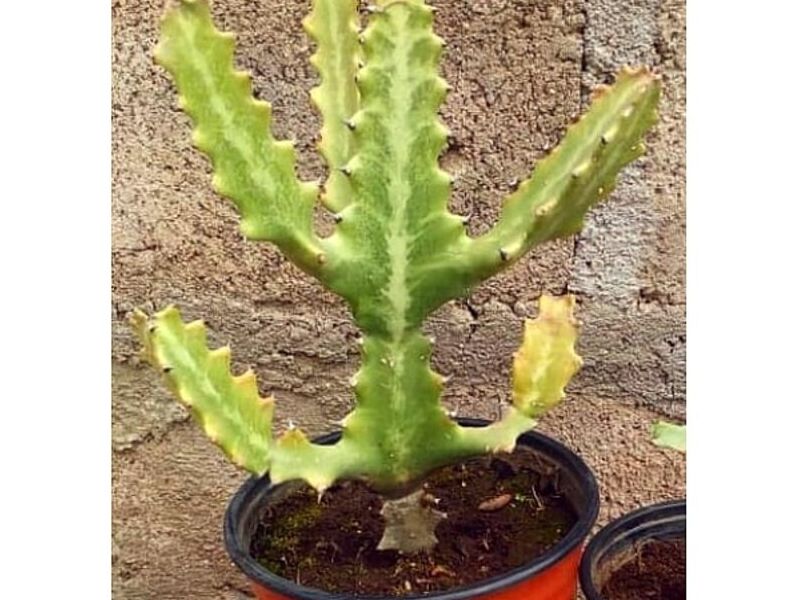 Macetero Ornamental Euphorbia Lactea Perú