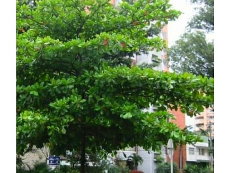 Árbol Almendro Perú