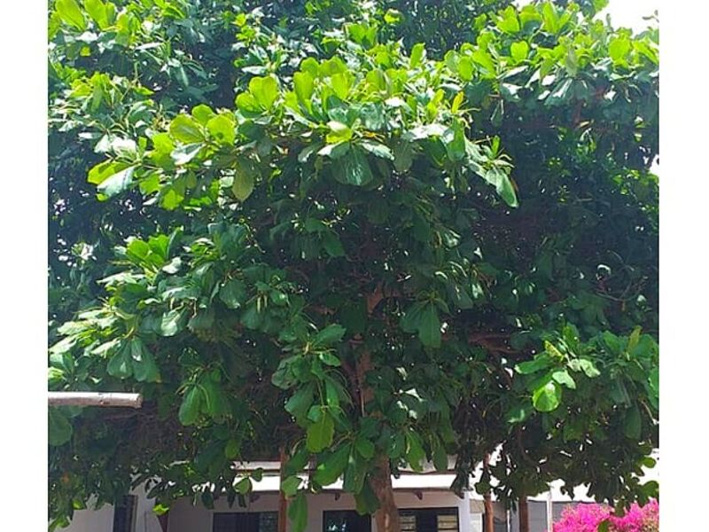 Árbol almendro Malabar Perú