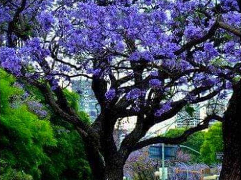 Árbol Jacaranda Morada Perú
