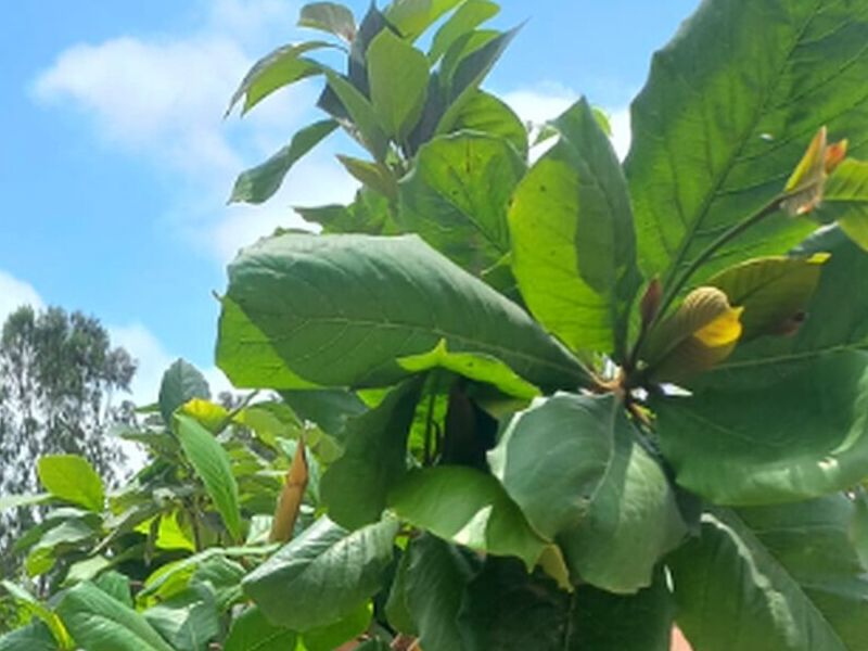 Árbol Palta Perú
