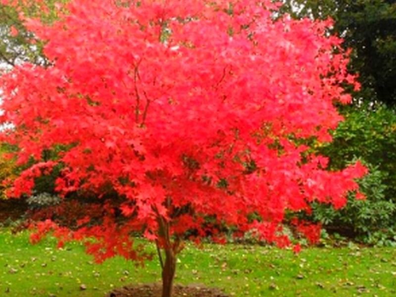 Árbol Jacaranda Rojas Perú