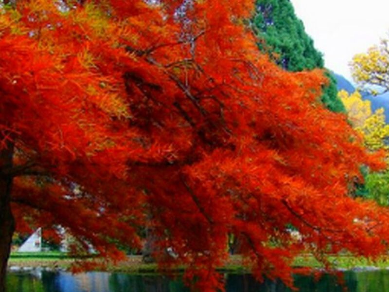 Árbol Jacaranda Tomates Perú