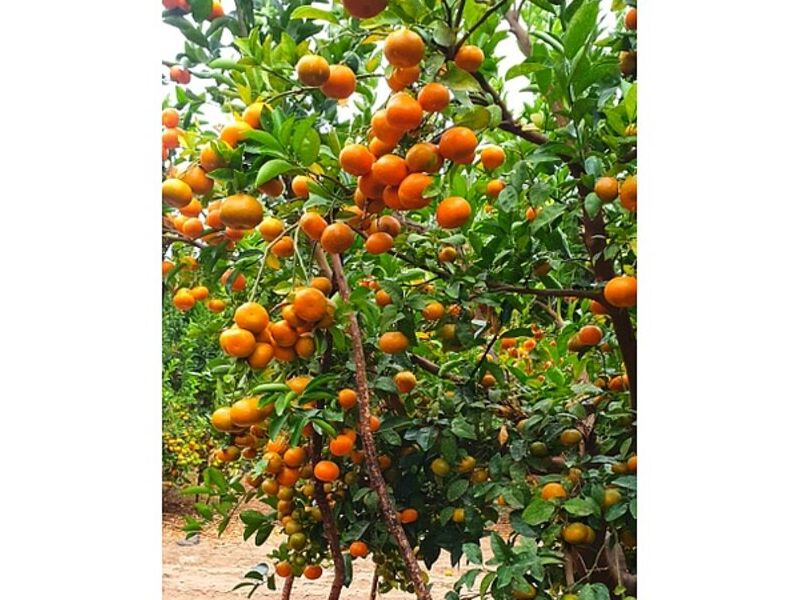 Arbol Madarina Peru