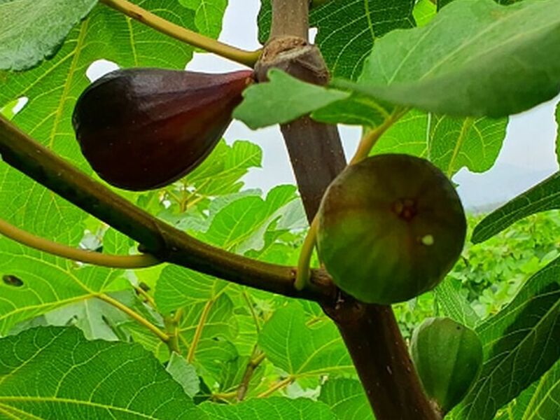 Árbol Higo Perú