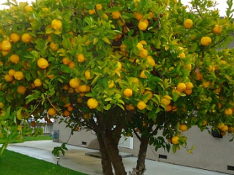 Árbol Limón Perú