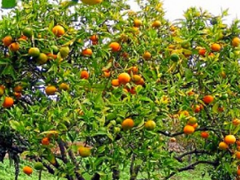 Árbol Limón Mandarina Perú