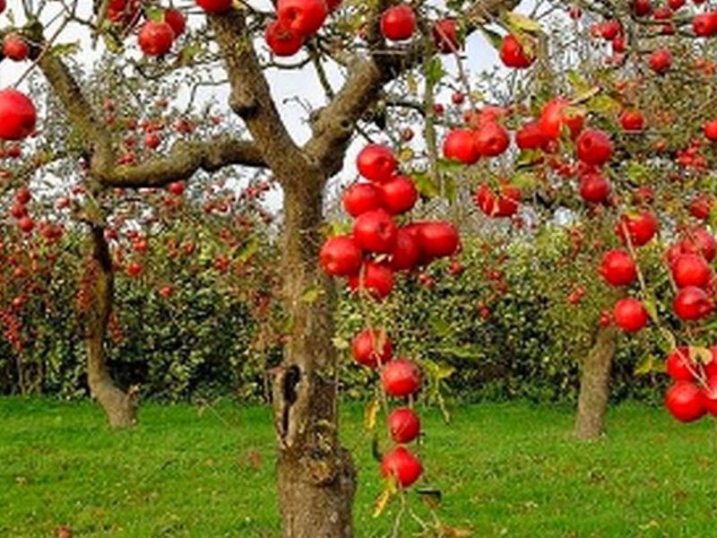 Árbol Manzana Roja Perú