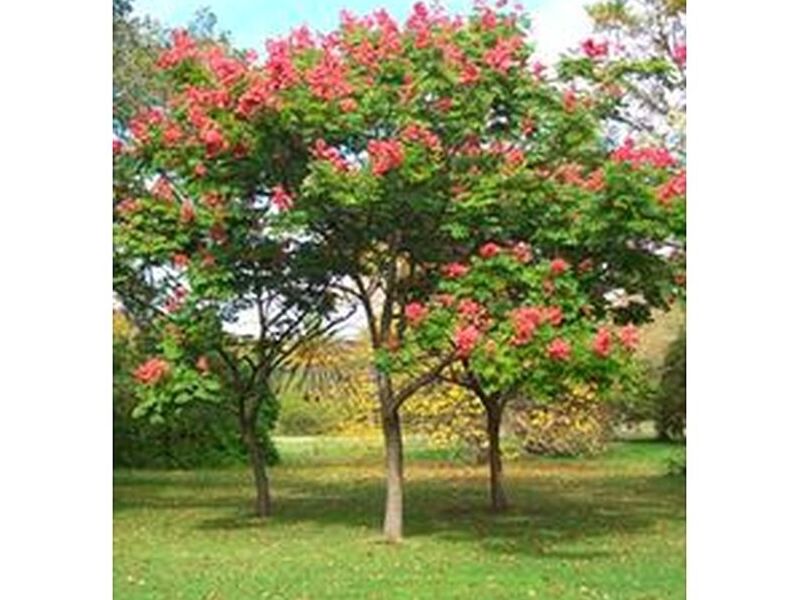 Árbol Cassia Perú