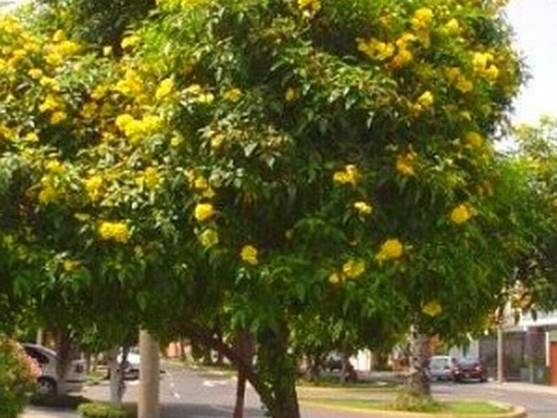 Árbol Tecoma Perú