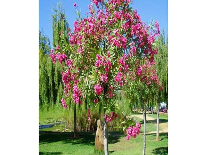 Árbol Nerium Perú