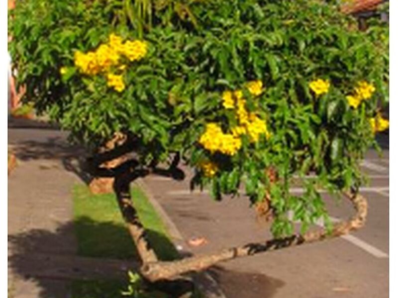Árbol Chicala Perú