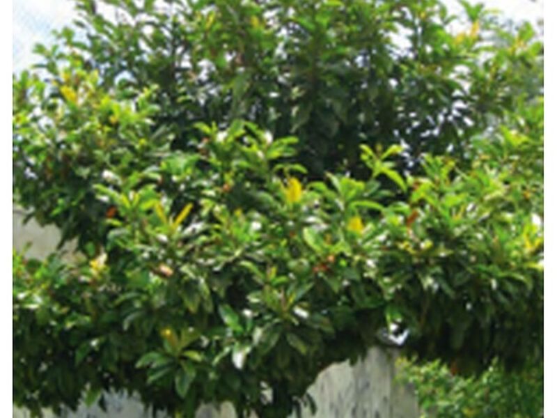 Árbol Caucho Sabanero Perú