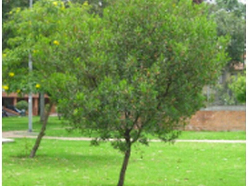Árbol Hayuelos Perú