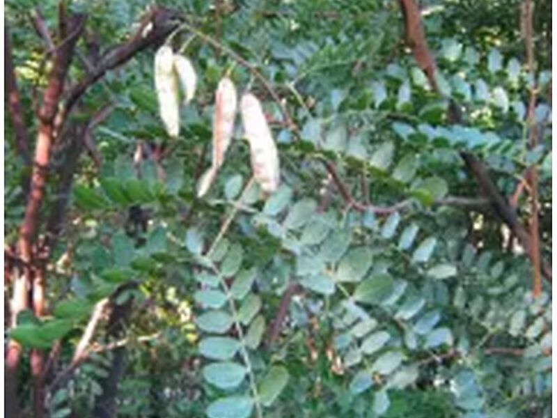 Árbol Dividivi Perú