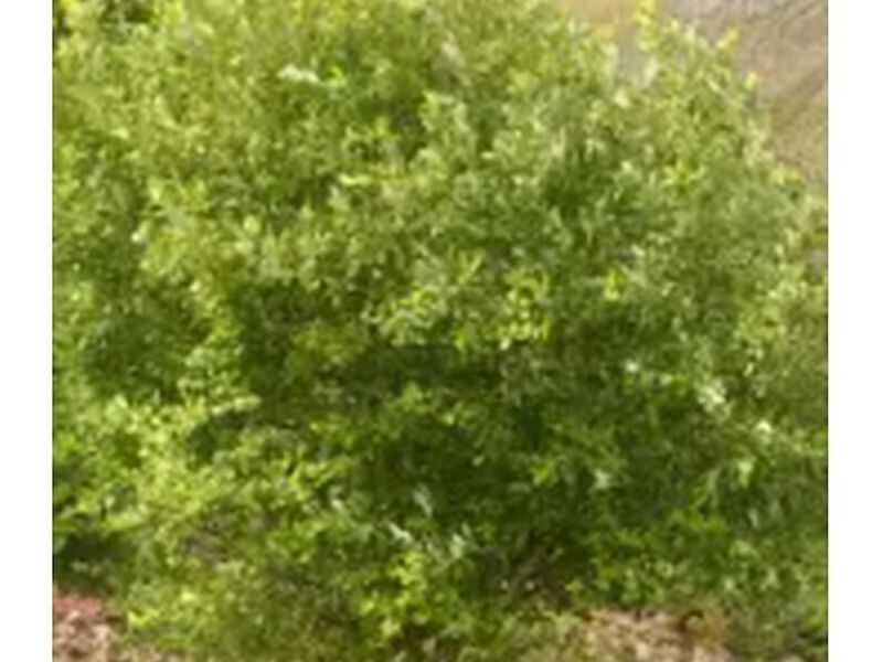 Árbol Sauce Perú