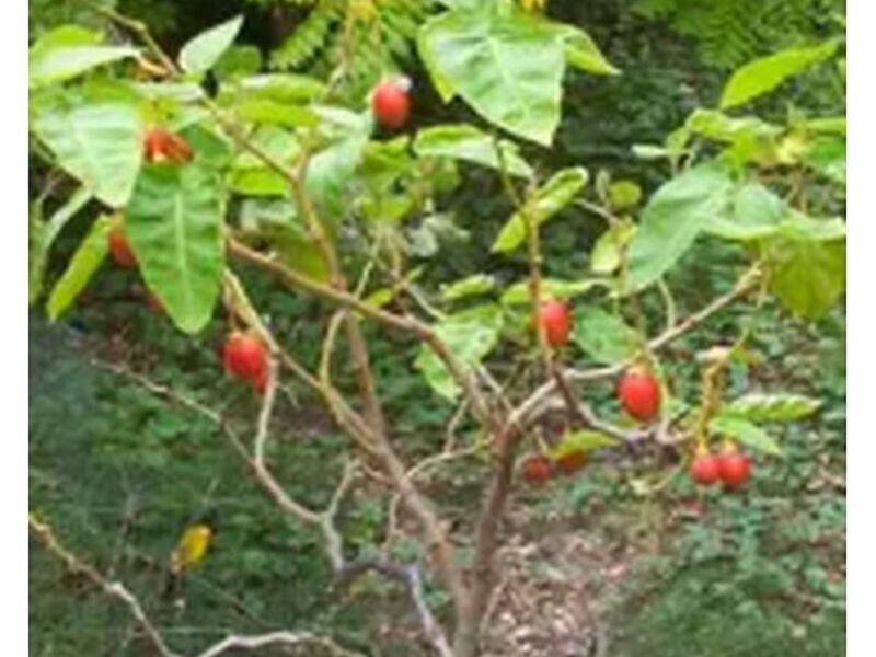 Árbol Tomate Árbol Perú