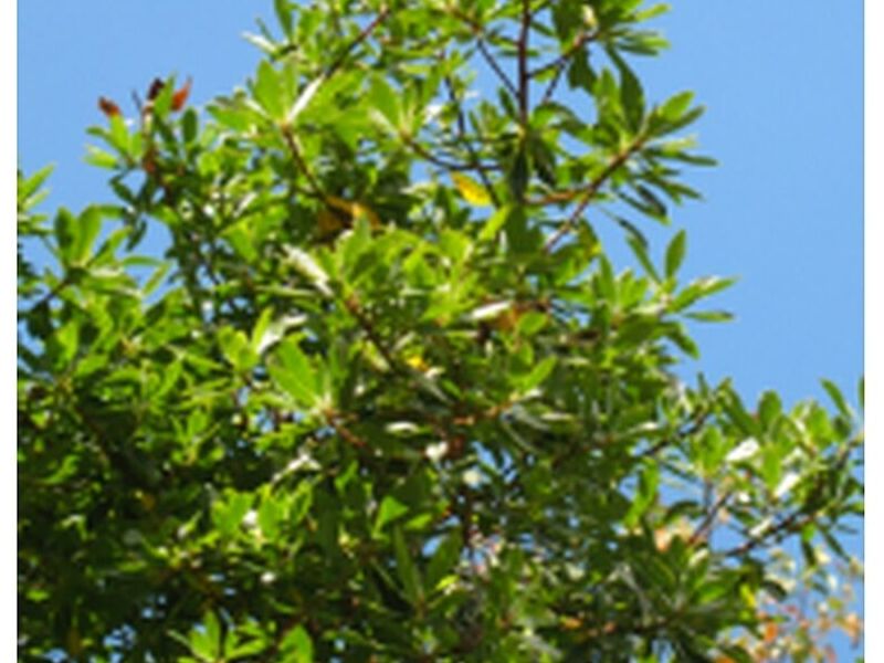 Árbol Tibar Perú