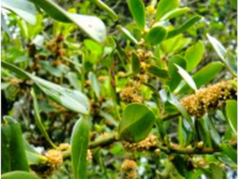 Árbol Cucharo Perú
